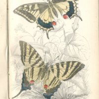 british_butterflies005.jpg