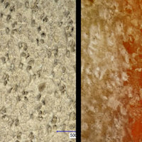 Sheep-Follicle-Pattern_comparison.jpg