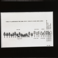 Plantation Areas - Conn. State Forests