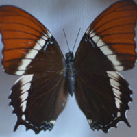 Rusty-tipped page (Siphroeta epaphus) and Cramer&#039;s eighty-eight (Diaethria clymena)